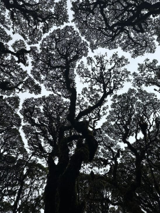 Dense mossy forest along the Mt. Madjaas trail, enveloped in fog—symbolizing grounding, mystery, and the quiet strength of the wild.