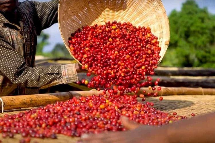 Ethiopian Yirgacheffe Red Cherry coffee beans. Photo: 23 Degrees
