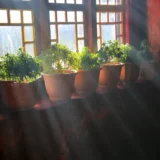 Urban gardening on a small balcony with potted herbs, and flowers in morning sunlight