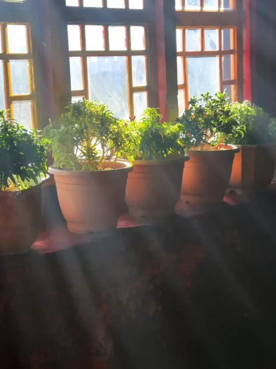 Urban Gardening for Beginners: Grow Anywhere, Anytime