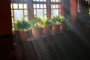 Urban Gardening for Beginners: Grow Anywhere, Anytime