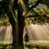 peaceful outdoor nature scene for natural energy healing and easy outdoor activities