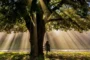 Your Gentle Adventure Guide: 10 Low-Energy Outdoor Activities