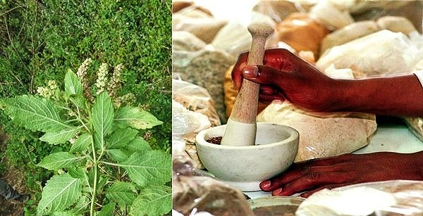 A split image contrasting the source and the preparation of Ethiopian traditional medicine. On the left is a close-up of a green Damakese (Ethiopian basil) plant with flowers growing in the field. On the right, dark-skinned hands use a wooden pestle to crush herbs in a white stone mortar, with bags of dried spices visible in the background, illustrating the preparation of Ethiopian herbal remedies.