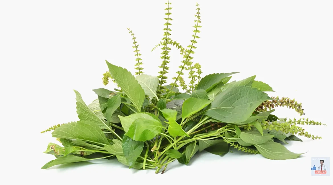 Damakese Leaves (aka Ocimum lamiifolum Hochst. ex Benth)