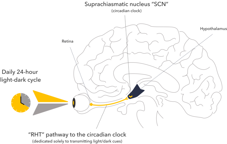 An anatomical diagram of the human brain illustrating the biological mechanism of the circadian rhythm. The graphic shows light from a "Daily 24-hour light-dark cycle" entering the eye and traveling through the retina. A highlighted yellow line, labeled the "RHT" (retinohypothalamic tract) pathway, transmits these light/dark cues directly to the Suprachiasmatic nucleus (SCN), which is identified as the master circadian clock located within the hypothalamus.