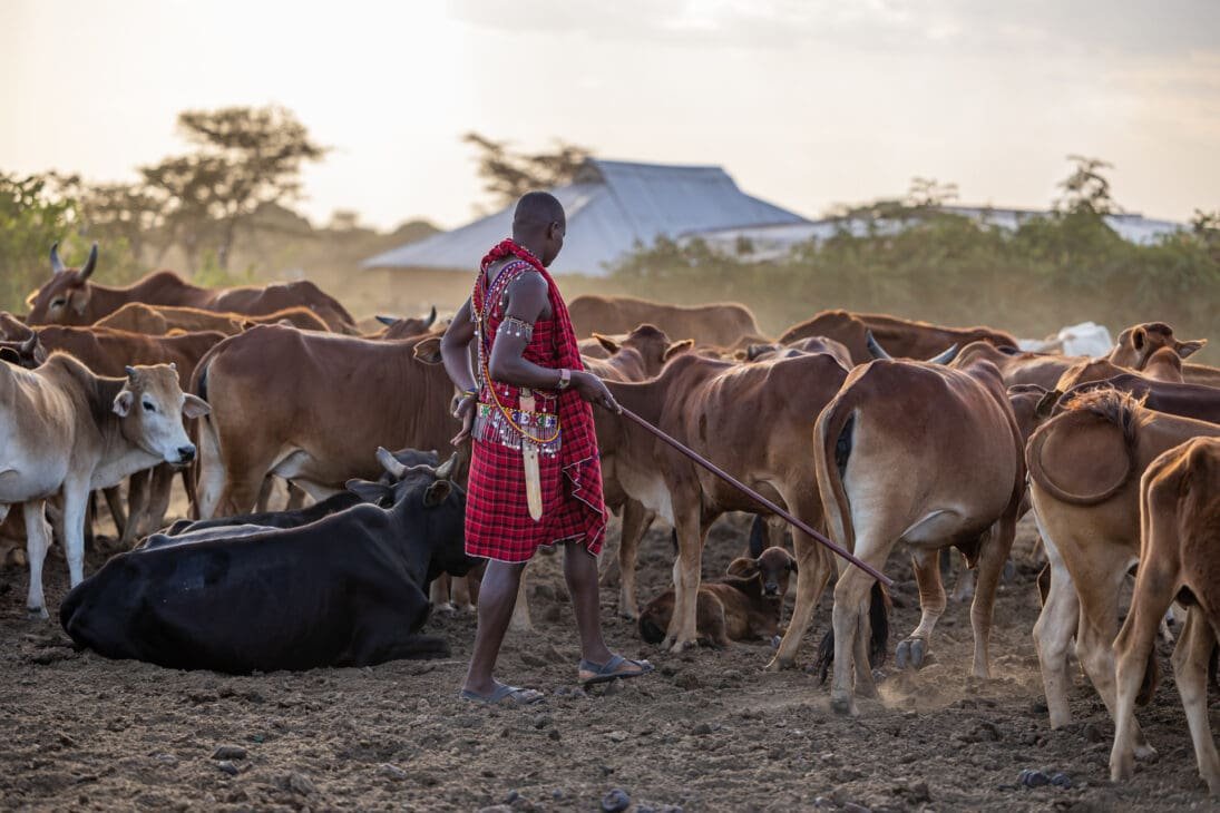 Maasai man in red shuka and beaded jewelry guiding a herd of brown cows in a dusty field, with huts and trees in the background under a hazy sky.