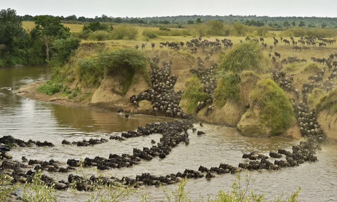 Panoramic view of the Mara River in the dry season, with elephants and antelope gathered near the water as golden savannah plains stretch into the distance.