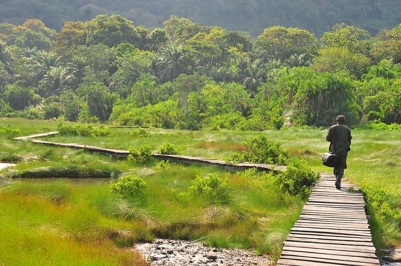 A traveler walking slowly along a sunlit forest trail in Uganda, surrounded by dense greenery, representing immersive and restorative slow travel.