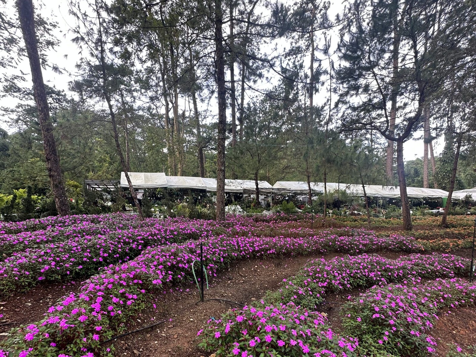 flowers in Baguio Botanical Garden surrounded by greenery and shaded pathways