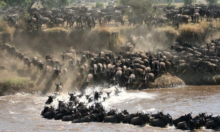 Thousands of wildebeest crossing the Mara River during the Great Migration in the Maasai Mara, one of the world’s most iconic wildlife events.