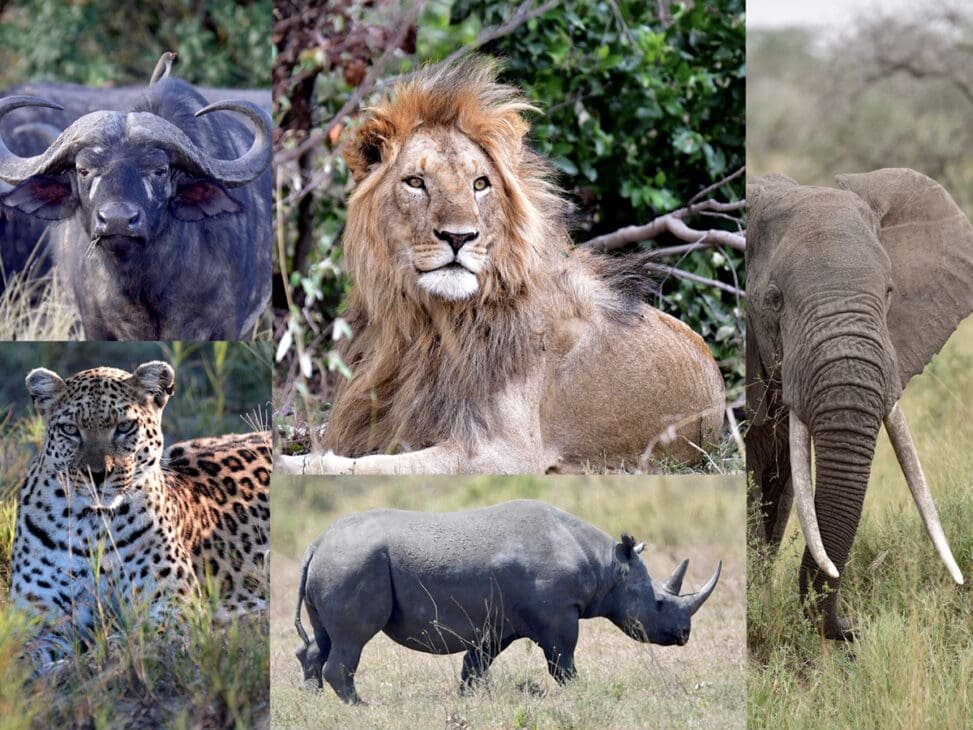 A dramatic safari scene in the Maasai Mara featuring the Big Five—lion, leopard, elephant, rhino, and buffalo in their natural habitat.