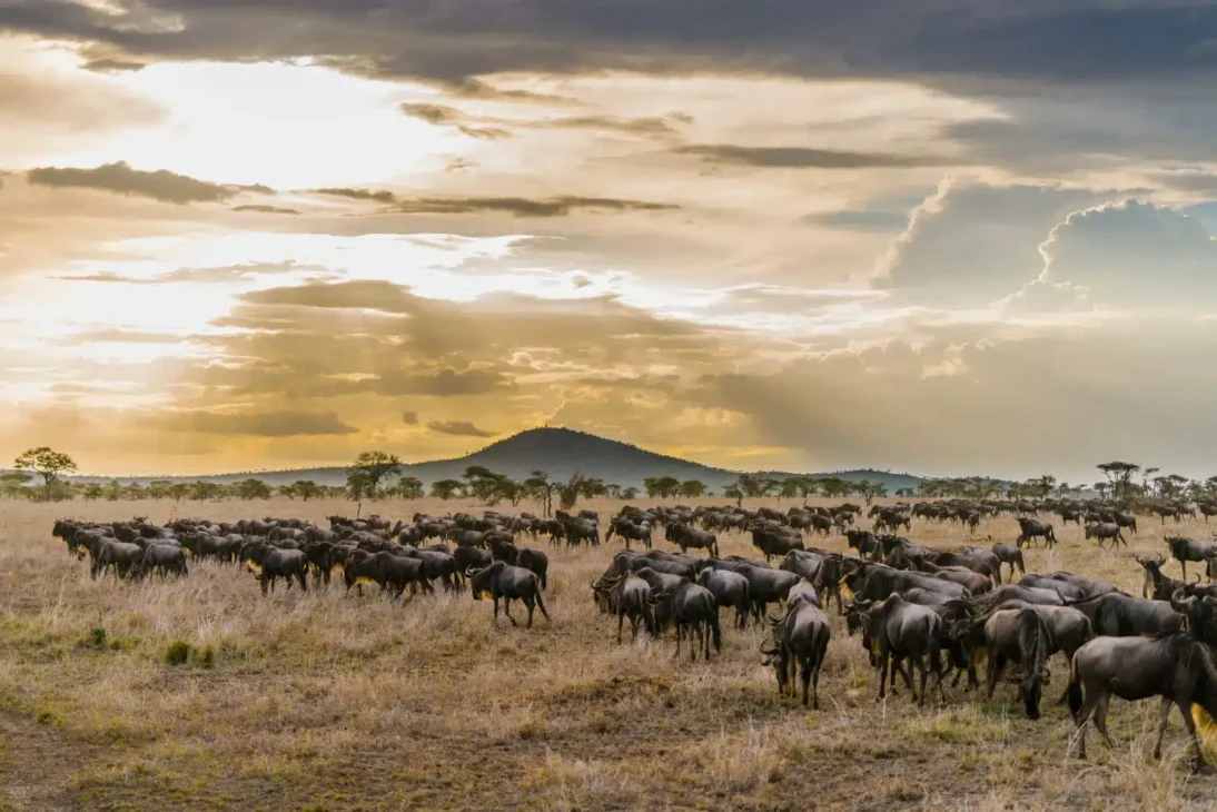 Wildebeest migration across the East African savannah during peak season with acacia trees and a vibrant sunset.