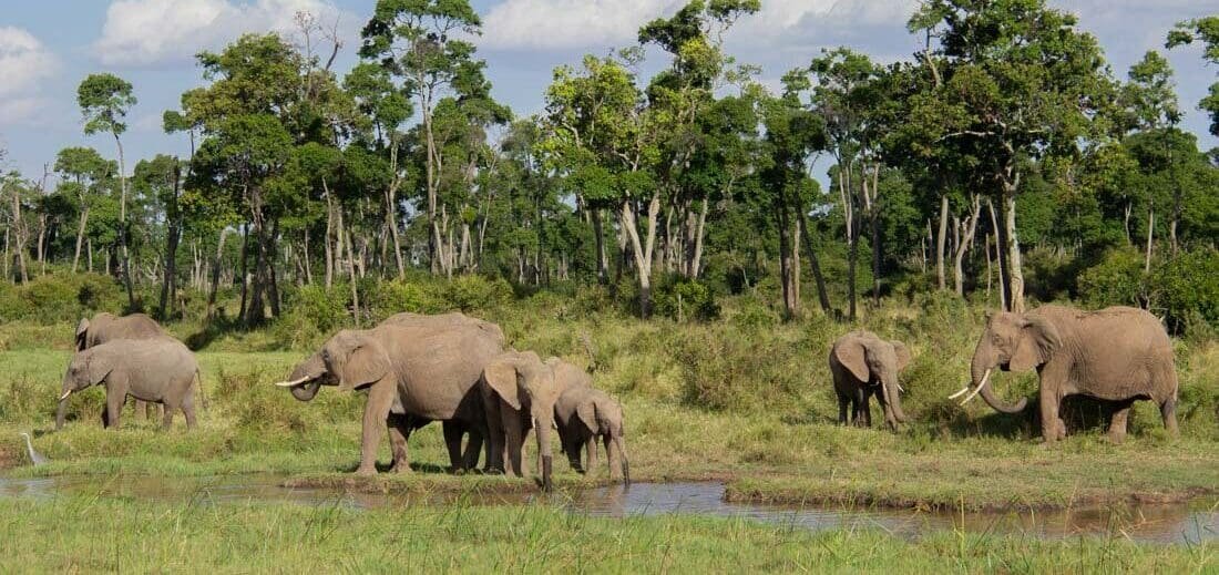 Elephants roaming the protected savannah of the Maasai Mara National Reserve, highlighting the reserve’s role in conservation and biodiversity.