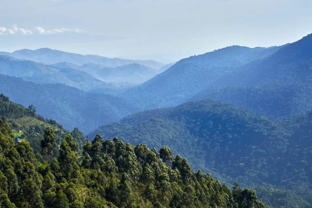 Misty Bwindi Impenetrable Forest in Uganda, showcasing a calm, biodiverse environment for immersive wellness.