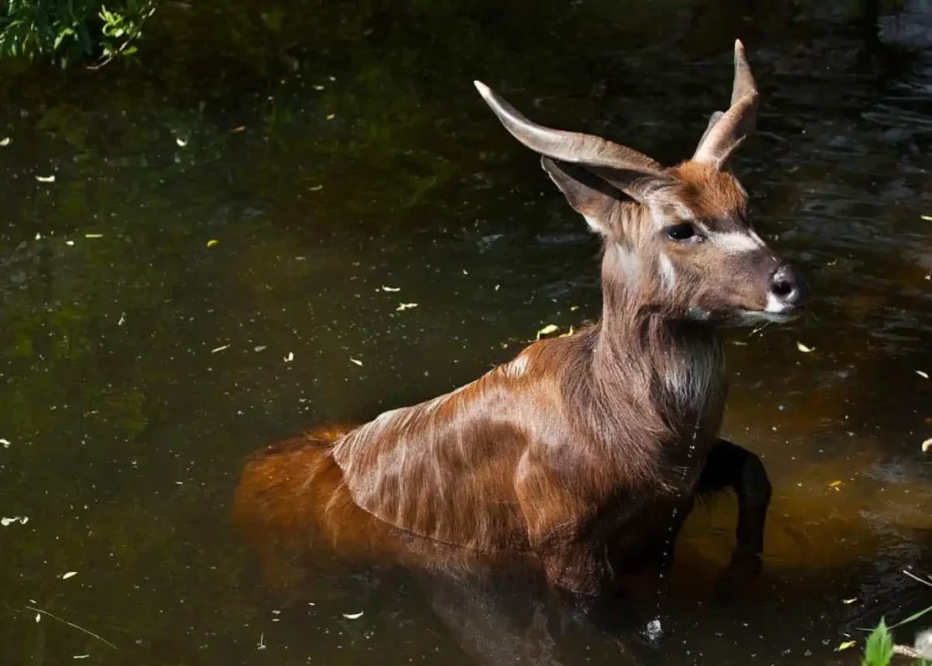 A reddish-brown Sitatunga antelope with spiral horns wading through dark, tranquil water in a lush wetland habitat.