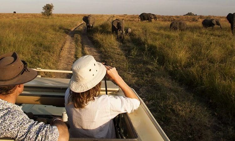 Early-morning landscape in Uganda’s national parks, showing wildlife and natural scenery during an ideal season for wellness and safari travel.